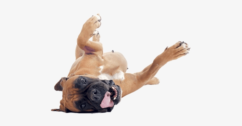 Dog Walkers Ampthill And Flitwick Happy Dog Png - Love N Creatures Dog Food Bowl Feeding Flat-faced Dogs, transparent png