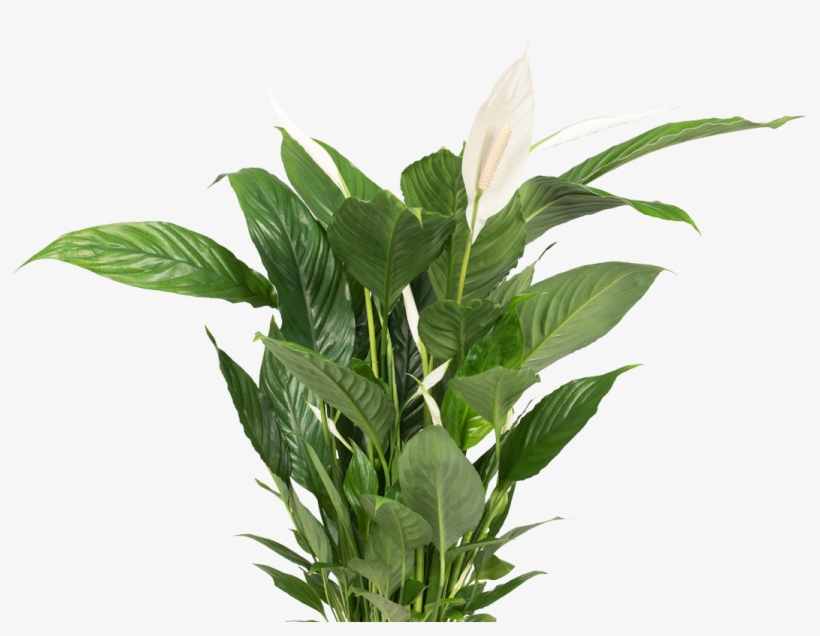 Desk Plant Png Clipart Royalty Free Download - Bird Of Paradise Flower, transparent png