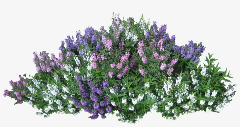 Shrub Flowers Top View Png - Get Images One