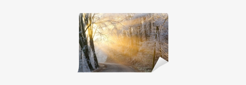 The Sun's Rays Pass Through The Fog In Winter Wall - Birch, transparent png