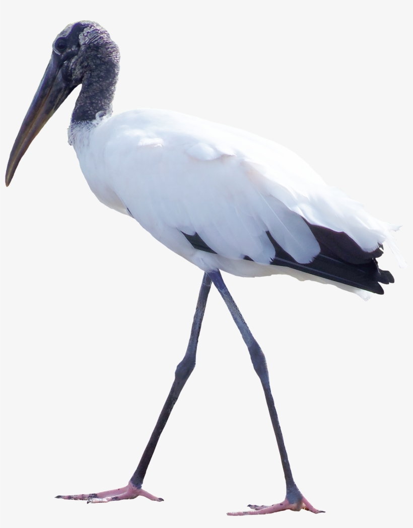 Bird White Stork Feather Clip Art - Everglades, transparent png