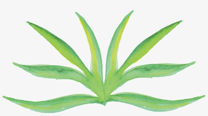 Clip Freeuse Creative Flowers Watercolour Painting - Watercolor Plants Png, transparent png