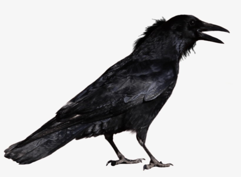 Free Png Crow Png Images Transparent - Crow Png, transparent png