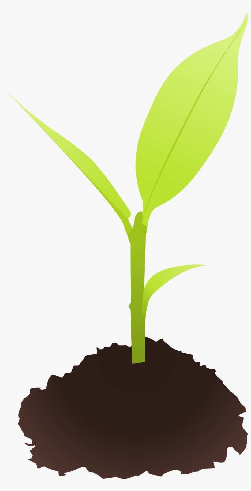 This Free Icons Png Design Of Small Plant, transparent png