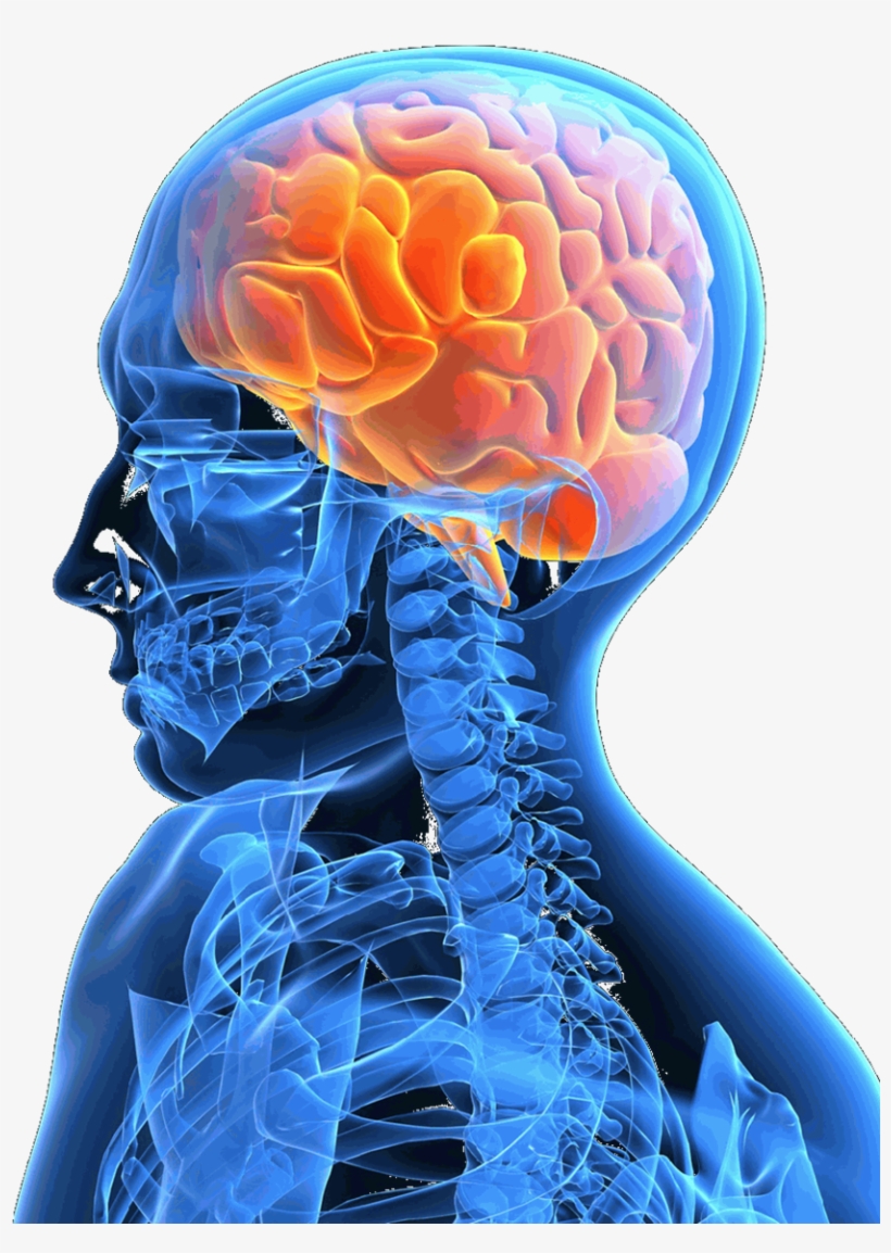 About Acquired Brain Injury - Brain In Skull Png, transparent png