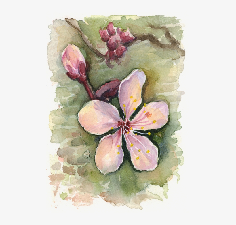 Cherry Blossom Watercolor By - Watercolor Painting, transparent png