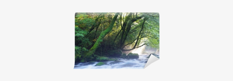 Virgin Forest And Shaft Beam Of Light Wall Mural • - Light Beam, transparent png