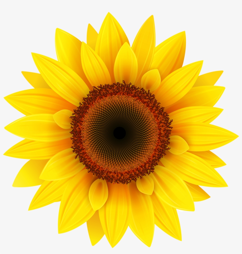 Jpg Black And White Library Sun Flower Clipart, transparent png