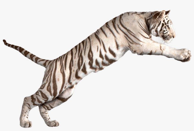 Jumping White Tiger - White Tiger Transparent Background, transparent png