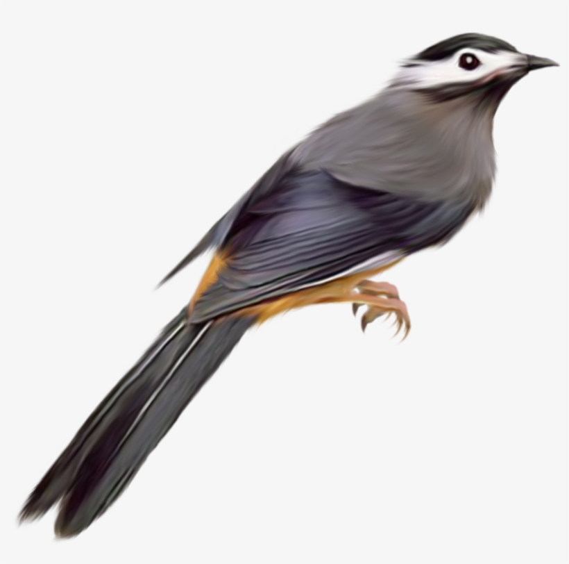 Birds Png Icon - Aves Png, transparent png
