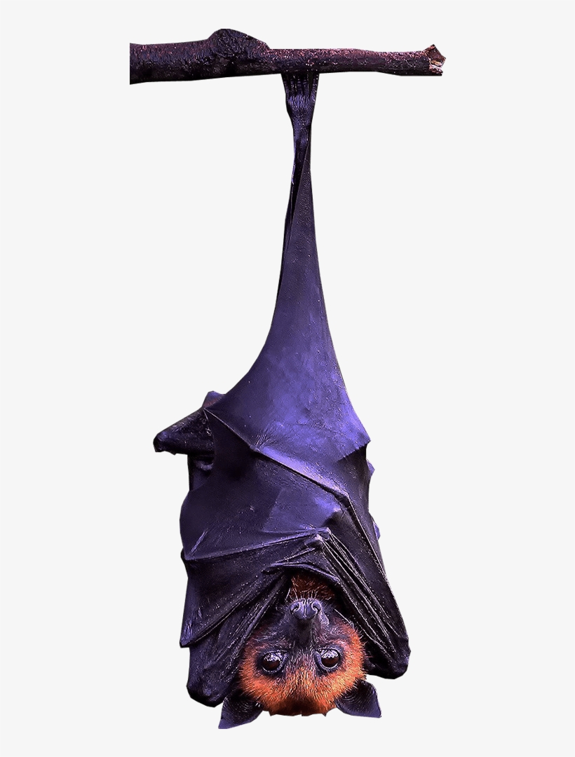 Bat Hanging Transparent Background, transparent png