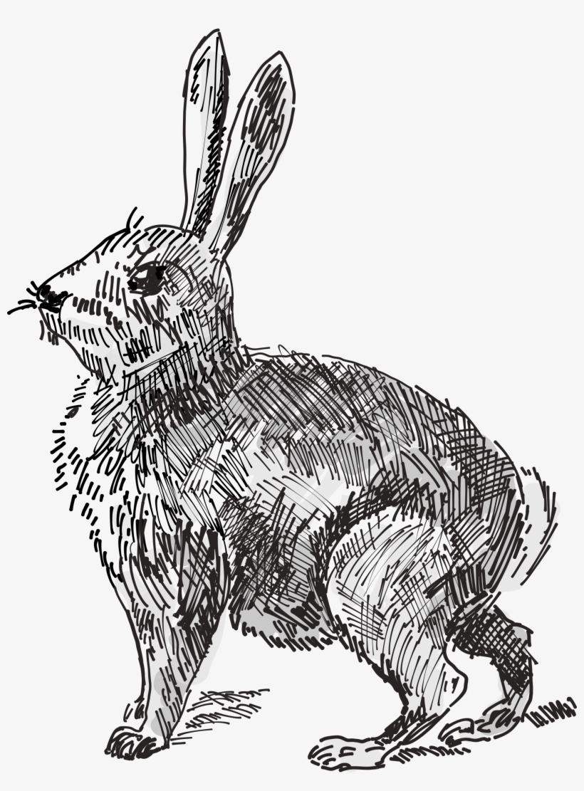 Rabbit Png, transparent png