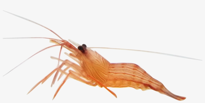Peppermint Shrimp Peppermint Shrimp - Litopenaeus Setiferus, transparent png
