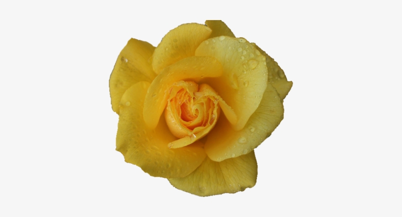 Transparent Yellow Pictures To Pin On Pinterest - Rose, transparent png
