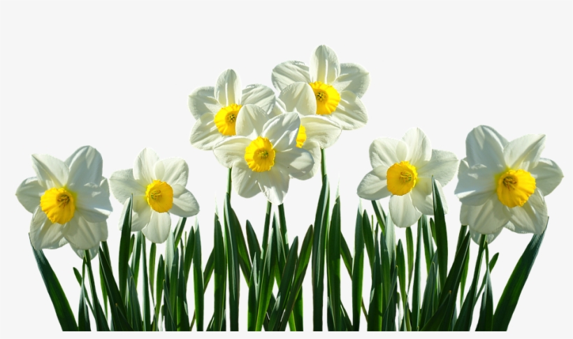 Daffodils Transparent, transparent png