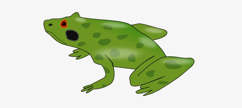 American Bullfrog Kermit The Frog Amphibian Australian - Custom Frog Shower Curtain, transparent png