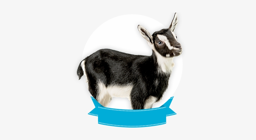 Alphine - Cabra Con Fondo Blanco, transparent png