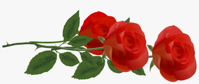 Red Rose Png, transparent png