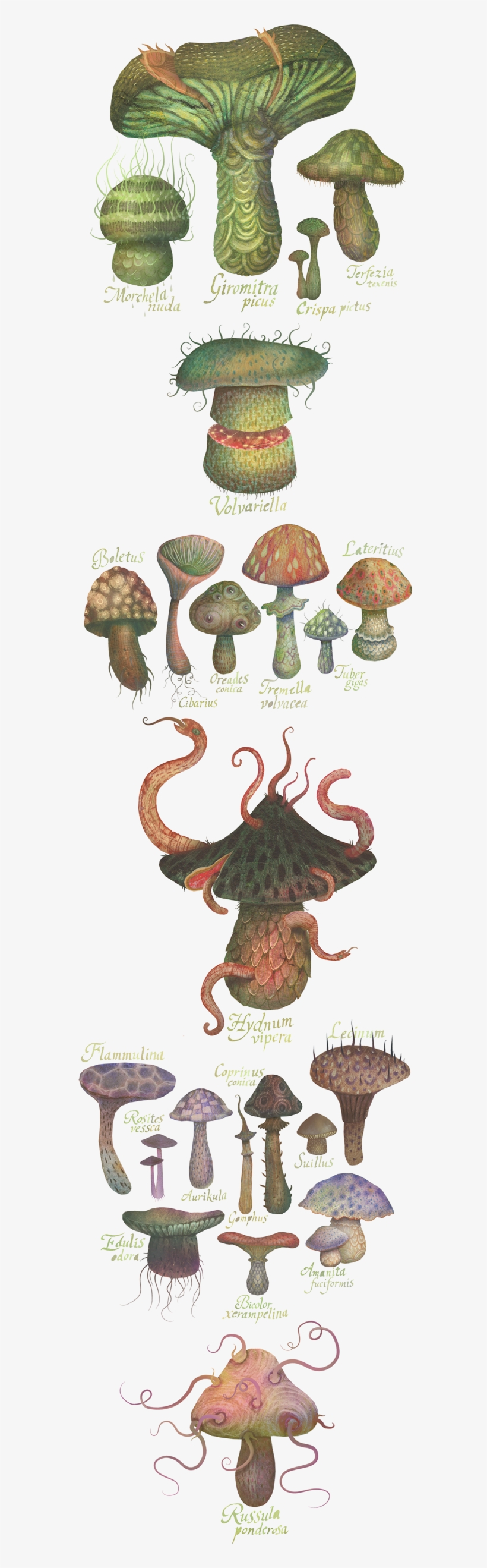 Fungus, transparent png