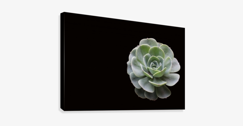 Succulent Art - White Mexican Rose, transparent png