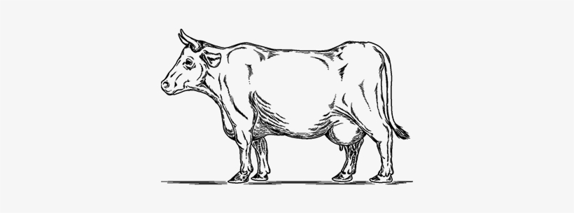Vector Retro Illustration Of A Cow - Illustration, transparent png