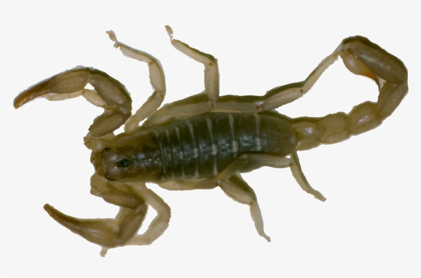 Hr Scorpion - Clothing, transparent png