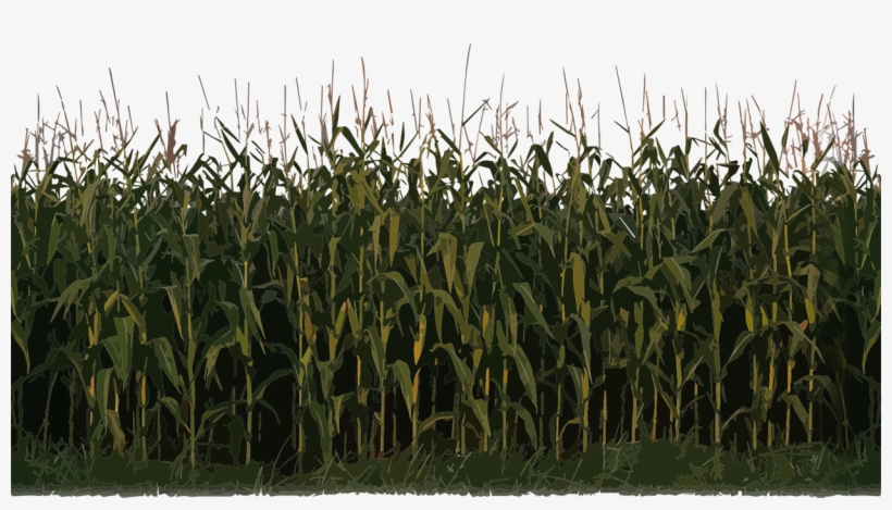 Corn Plant Png Image - Farm Double-sided Cardstock 12"x12"-field Of Dreams, transparent png
