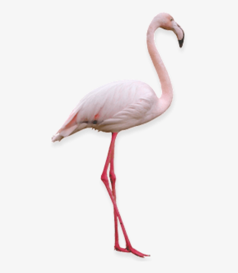 Free Png Flamingo Png Images Transparent - Фламинго Png, transparent png