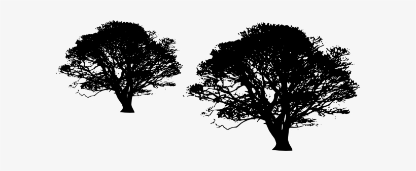 Dead Tree Clipart Transparent Background Pencil And - Transparent Background Tree Clip Art, transparent png