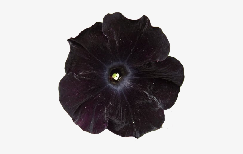 Transparent Blunt Tumblr - Transparent Black Flowers, transparent png