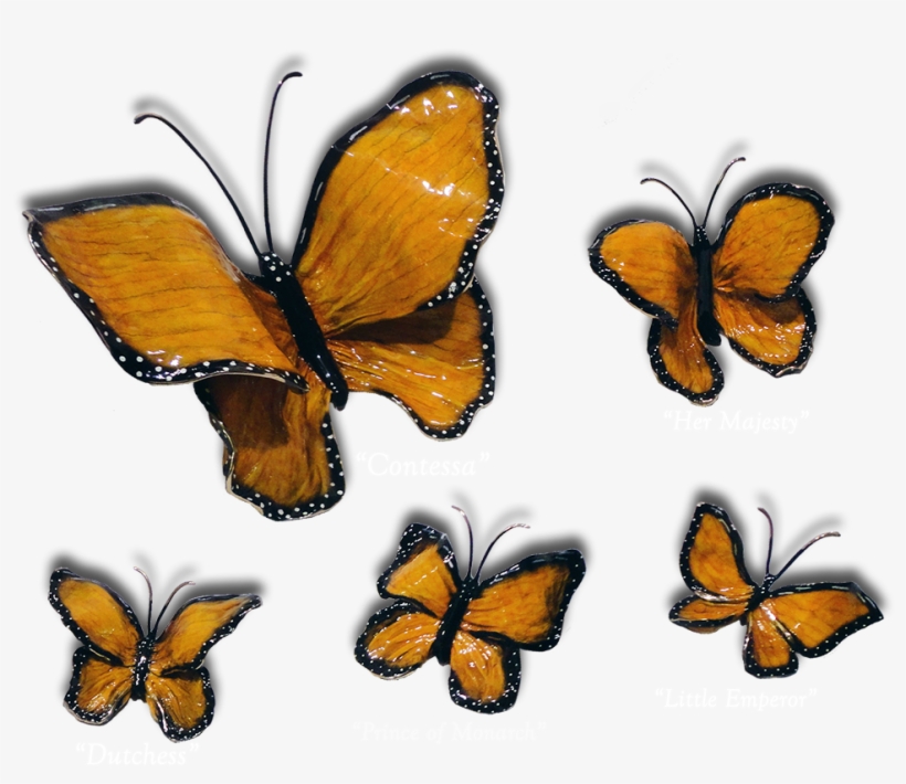 Ron & Sheila Ruiz Monarch Butterfly Exposures International - Monarch Butterfly, transparent png