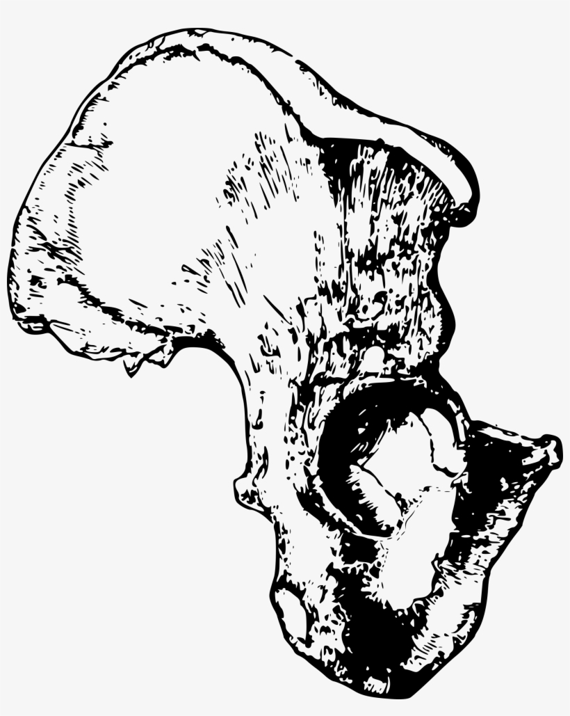 Clip Free Download Hemi Pelvis Hip Big Image Png - Pelvic Bone Png, transparent png