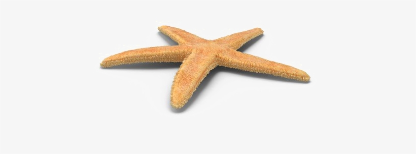 Starfish Png Free Download - Art, transparent png