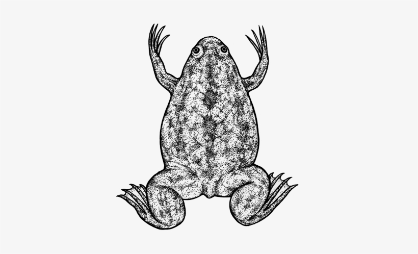 201606 03 Frog - Frog, transparent png