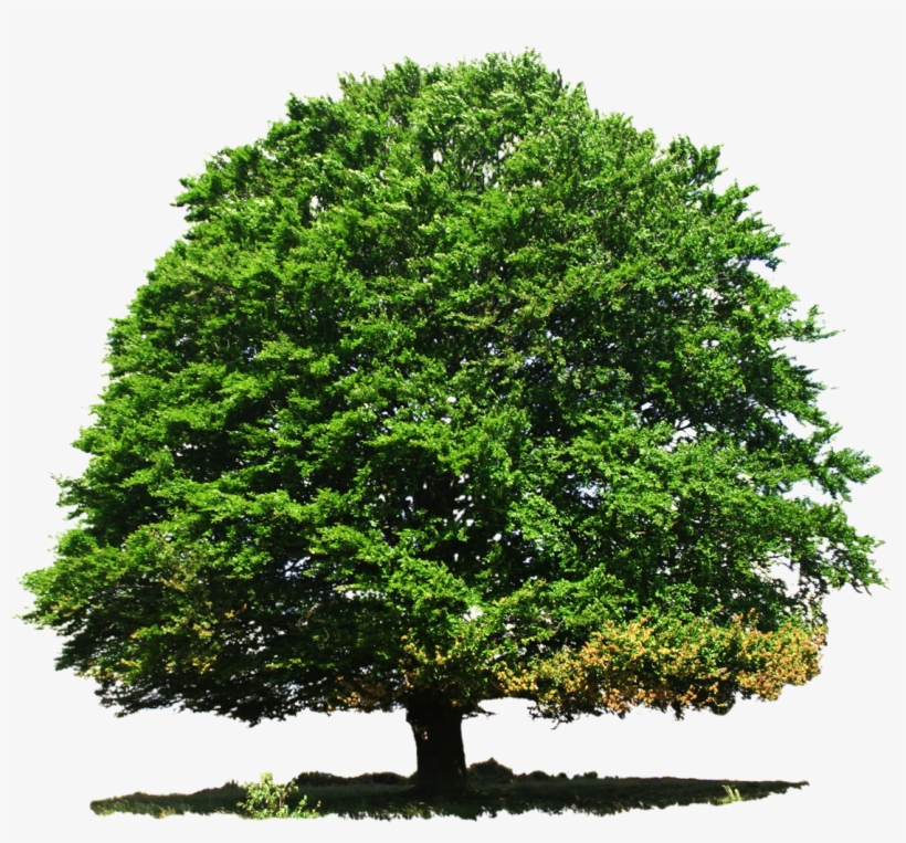 Nature Great Tree Png Image - Transparent Tree, transparent png