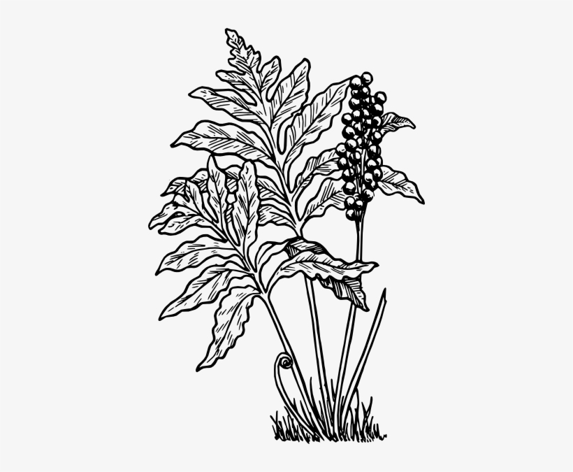 Fern Svg Clip Arts 396 X 595 Px, transparent png