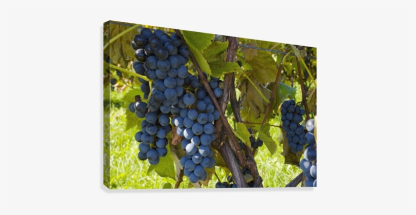 Grapes On A Vine - Printscapes Wall Art: 18" X 12" Canvas Print With Black, transparent png