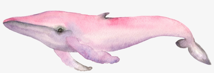 Pink Whale, transparent png