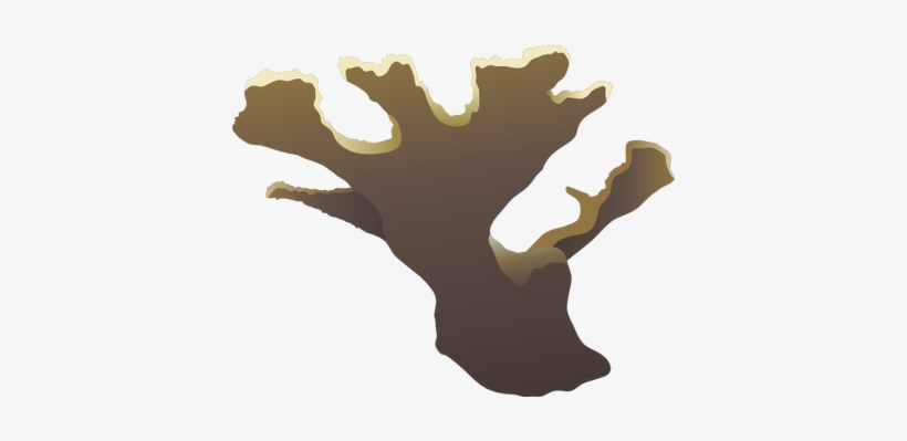 Scleractinia Clipart - Acropora Vector, transparent png