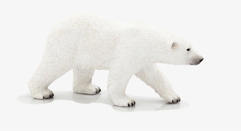 Polar Bear, transparent png