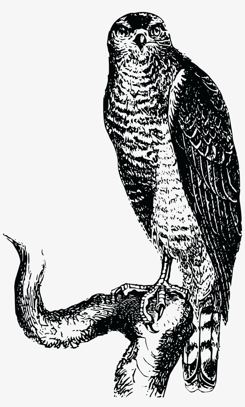 , , - Perached Hawk Vector, transparent png