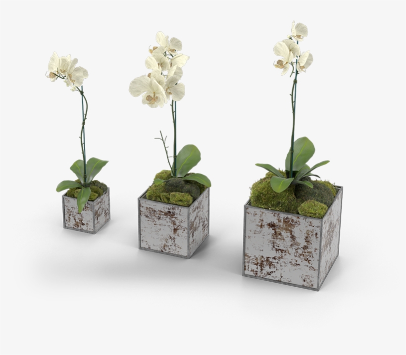 32 Pm 214713 Am 8/20/2017 - Flowerpot, transparent png