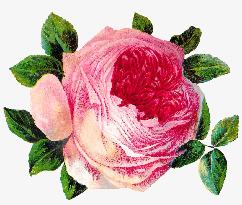 Rose Flower Botanical Art Image Shabby Chic Crafting - Garden Roses, transparent png