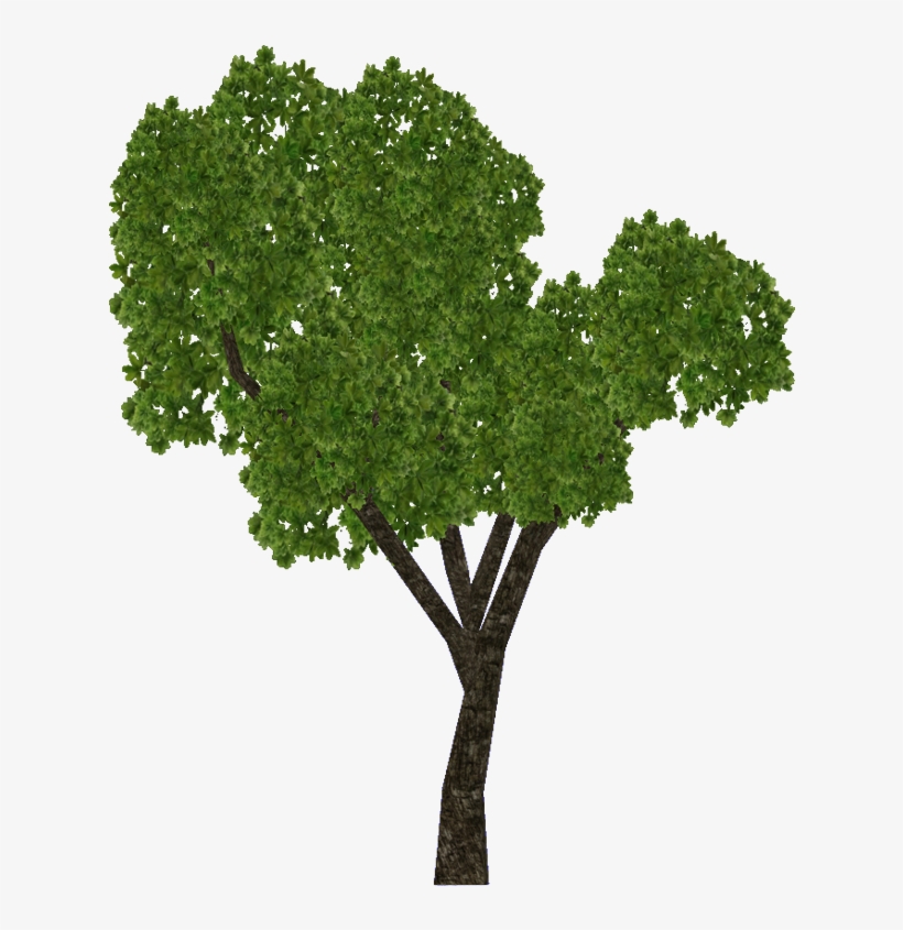 E-1422685327 - Sal Tree, transparent png