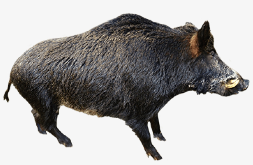 Free Png Boar Png Images Transparent - Wild Boar Without Background, transparent png