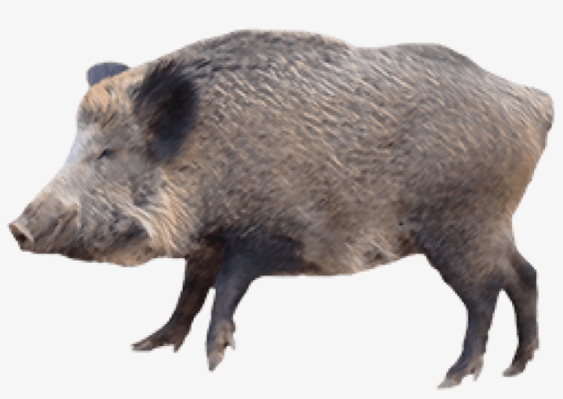 Free Png Boar Png Images Transparent - Wild Boar Png, transparent png