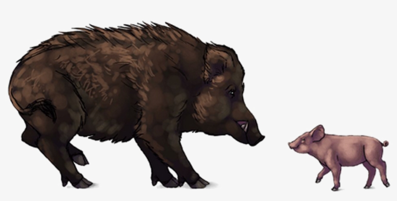 Boar Png Download Image - Pigs And Warthogs, transparent png