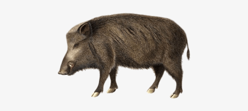 Boar Illustration Wild Boar Transparent 464x303 Png Download Pngkit