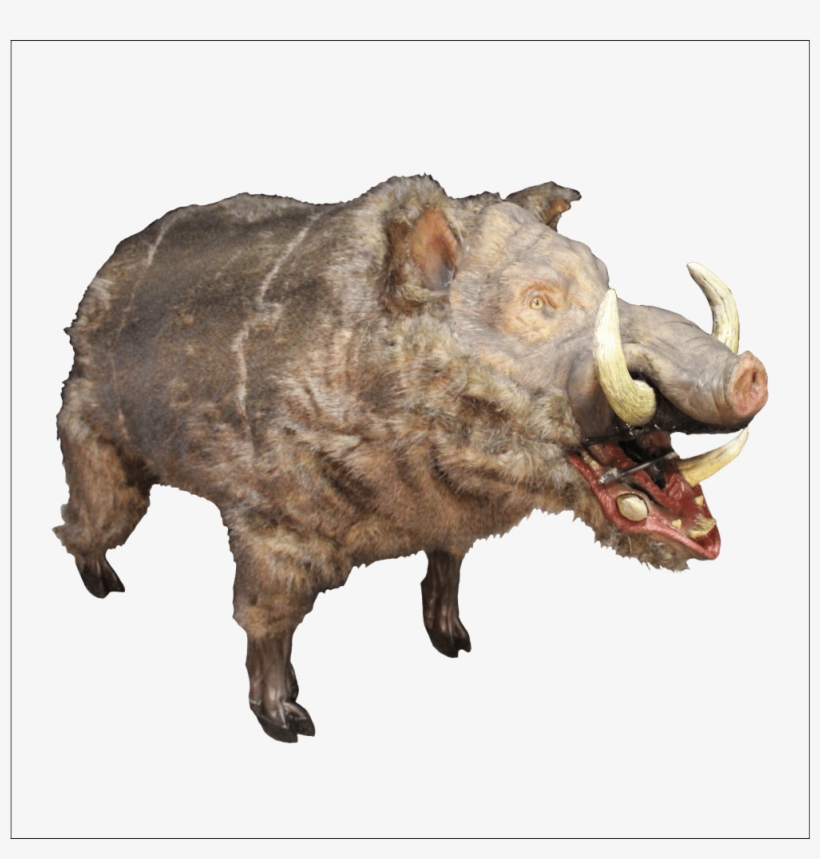 Wild Pig Transparent, transparent png