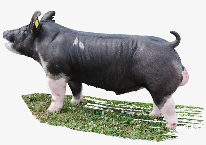 Boar Transparent Png Images Free Download 038 - Drinking Class Boar, transparent png